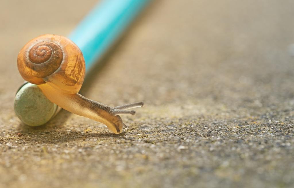 A snail crawls over a pencil laying on asphalt.
